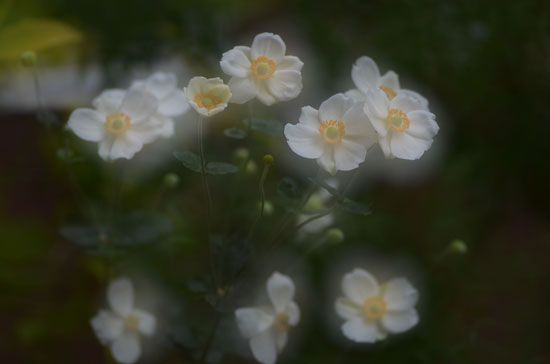 我が家の花Ⅳ_c0093046_11472999.jpg