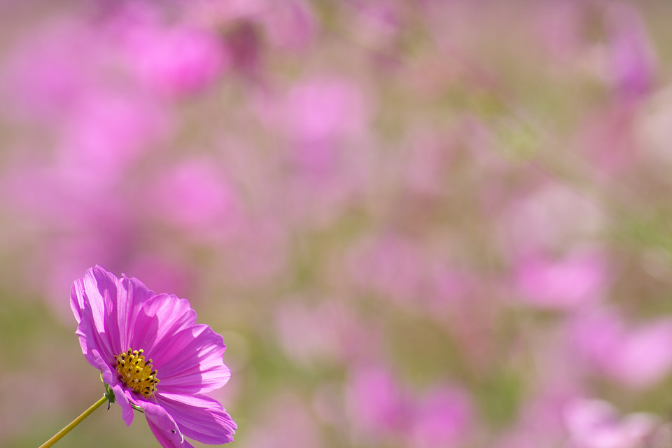 もう少し秋桜_f0072758_20595572.jpg