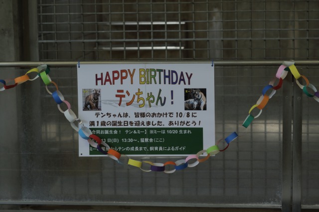 テンちゃんとミーちゃんのお誕生日会_a0188771_016132.jpg