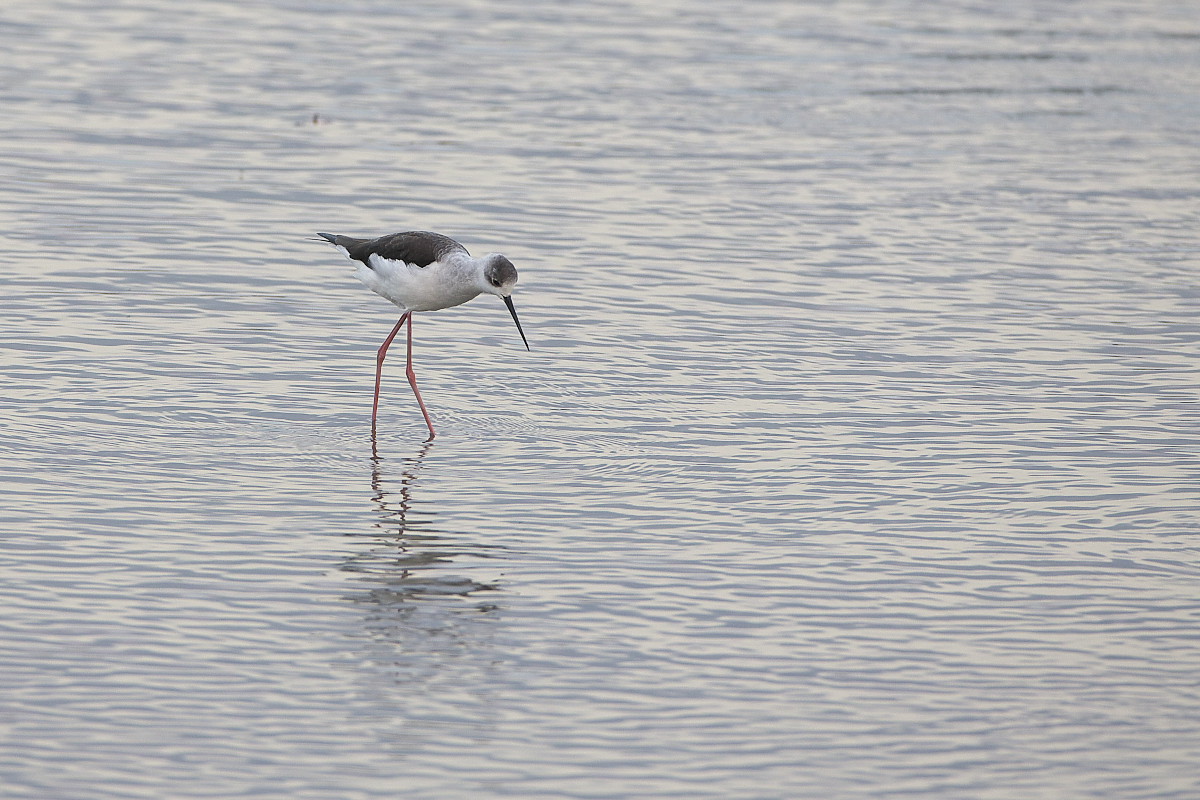 たまには水鳥を_d0125872_23123576.jpg