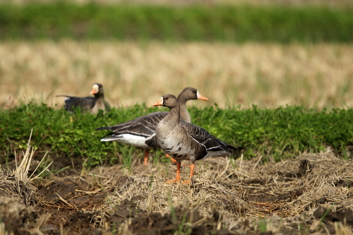 マガン成鳥４羽飛来_d0262476_459173.jpg