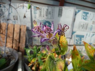 e0046477_18074.jpg