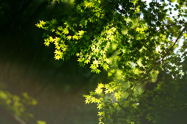 Green Leaves_c0162380_11425447.jpg