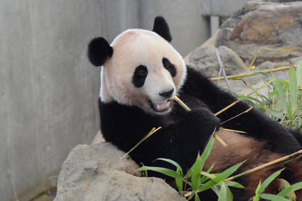 ２０１３年８月白浜パンダ見隊２　その５ 陽ちゃん食欲もりもり_a0052986_018237.jpg