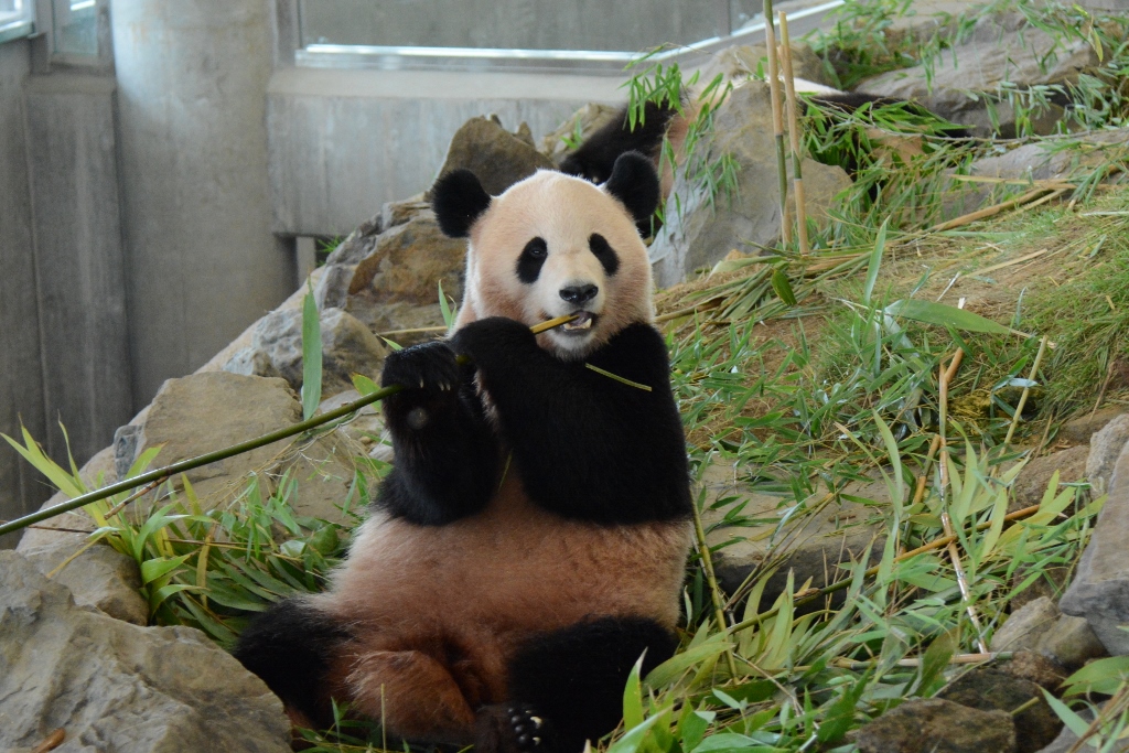 ２０１３年８月白浜パンダ見隊２　その５ 陽ちゃん食欲もりもり_a0052986_054963.jpg