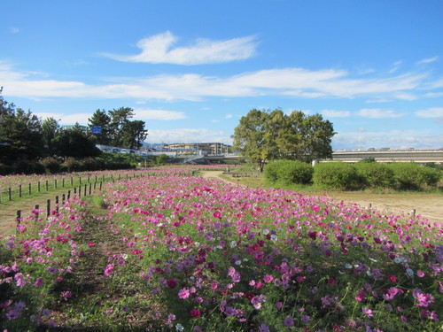 武庫川CRのコスモス畑_a0251786_19553148.jpg