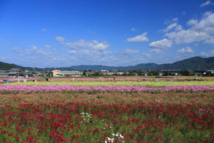 亀岡・夢コスモス園_e0051888_18565159.jpg