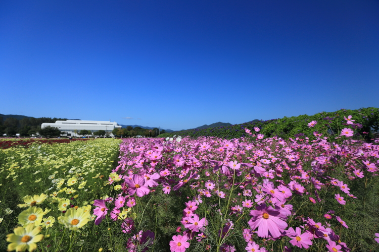 亀岡・夢コスモス園_e0051888_1857276.jpg