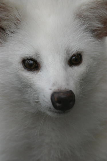 白タヌキ騒動 動物園写真館 白タヌキ騒動 動物園写真館