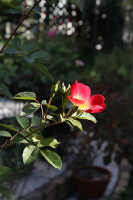 a0123003_9283059.jpg