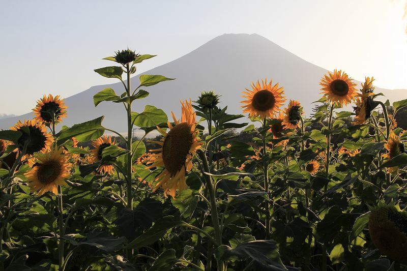 夕日のヒマワリ！（花の都公園）_a0188405_12483223.jpg