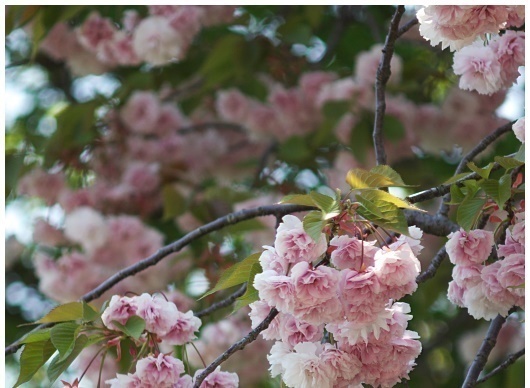 里の桜はまだまだ元気_f0302613_11254161.jpg