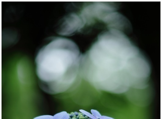 紫陽花日記　2009　その５日目の２_f0302613_8272563.jpg