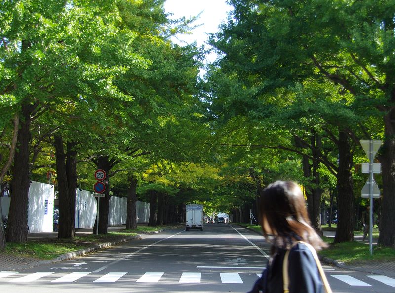 イチョウ狩り解禁_c0025115_1991351.jpg