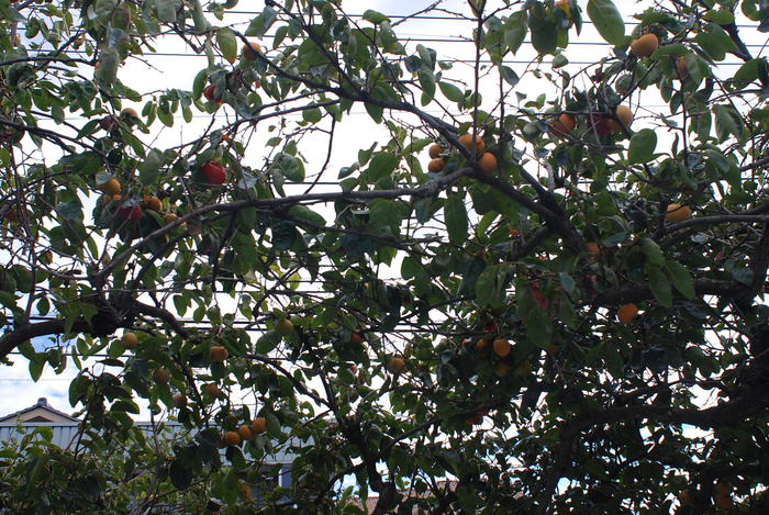 柿が色づく_f0189218_2021084.jpg