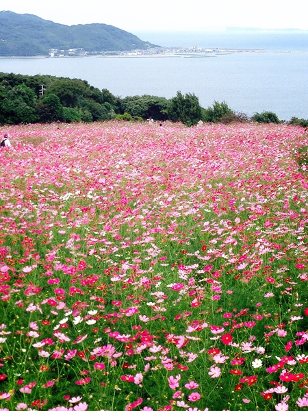 秋桜畑_e0131724_9195919.jpg