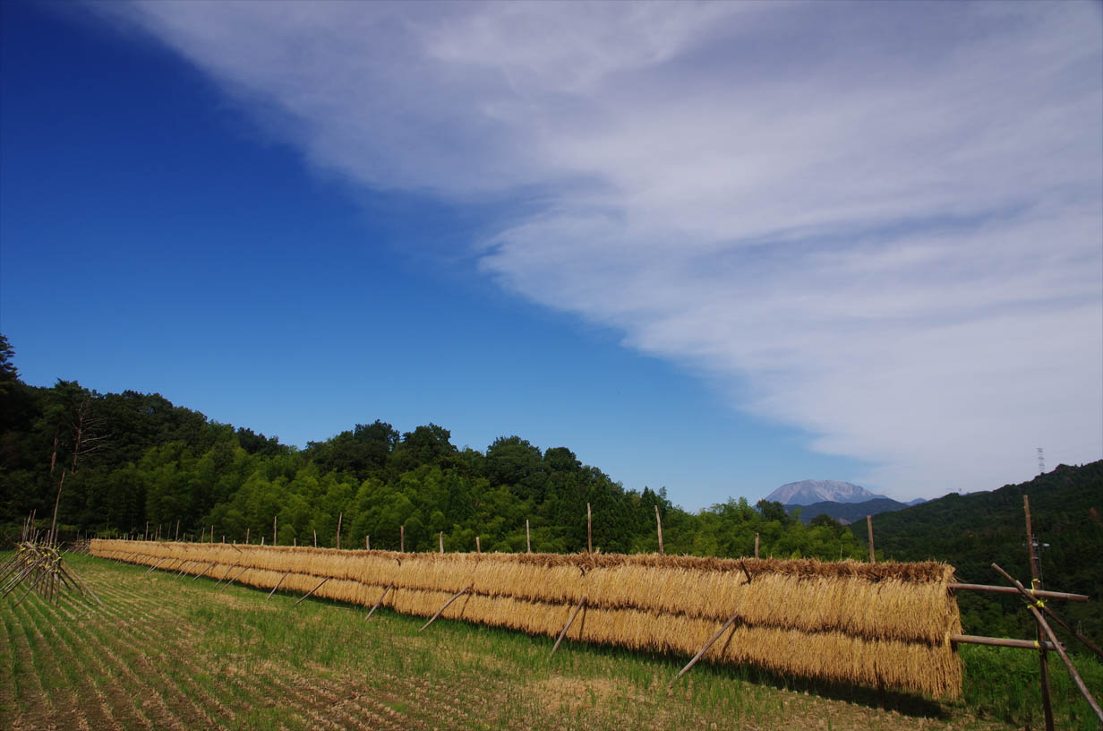 伯耆町／稲の壁_f0227938_17314224.jpg