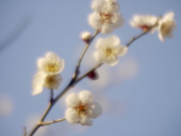 『梅の花の8』Semi Leotax DL(1950) C. Reginon Anastigmat 7.5cm f/3.5 改造レンズ_e0296043_7114947.jpg