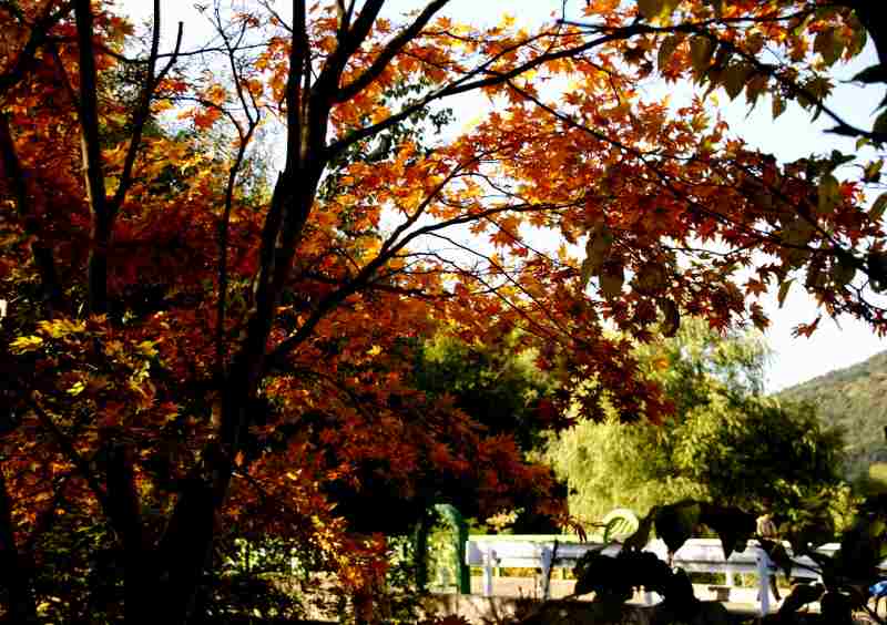 真駒内公園の紅葉の様子_f0119643_1853435.jpg