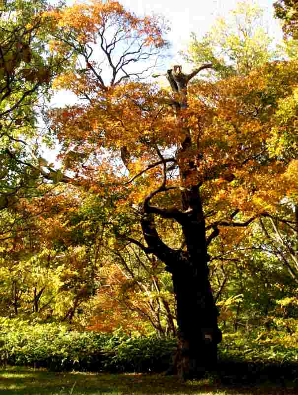 真駒内公園の紅葉の様子_f0119643_1859429.jpg