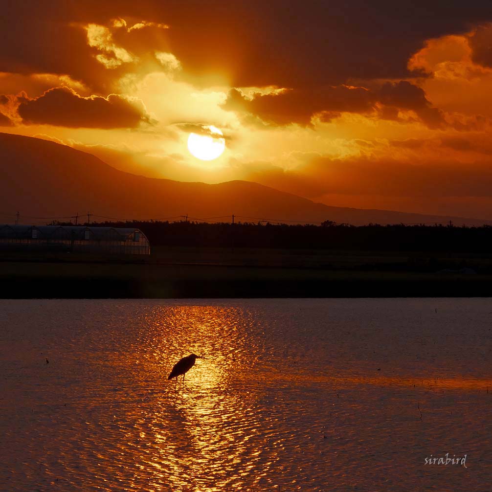 鳥たちとの夕暮れ_d0238245_8534164.jpg