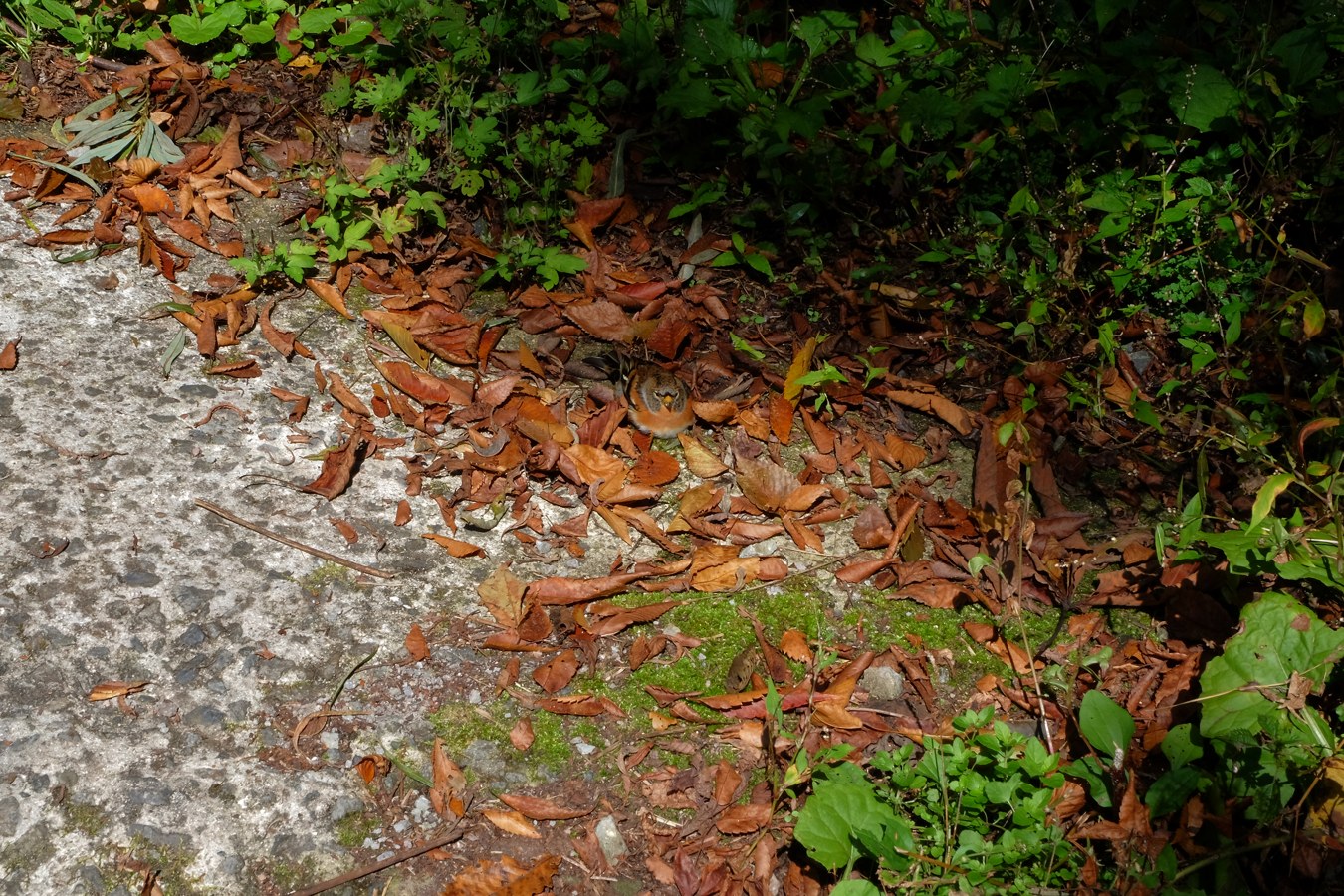 a0317247_1415227.jpg