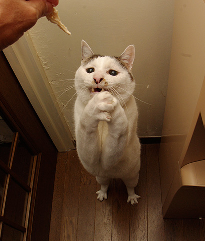 お願いトリ足ヨウカンさん ぶつぶつ独り言2 うちの猫ら21 お願いトリ足ヨウカンさん ぶつぶつ独り言2 うちの猫ら21