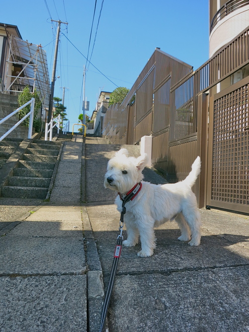 ピーカン晴れ_c0260460_941865.jpg