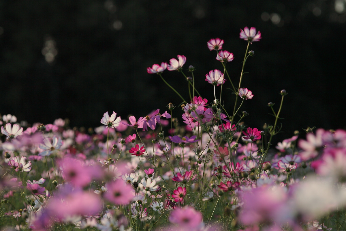 秋桜 2013 　　　　　_f0021869_23515930.jpg