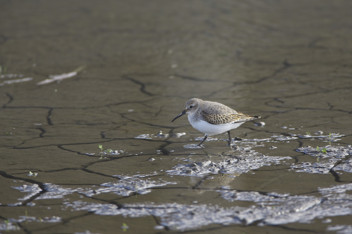 たまには水鳥を（２）_d0125872_23534899.jpg