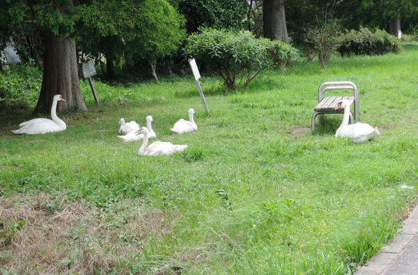 手賀沼に棲む水鳥たち 2_e0200879_7584537.jpg