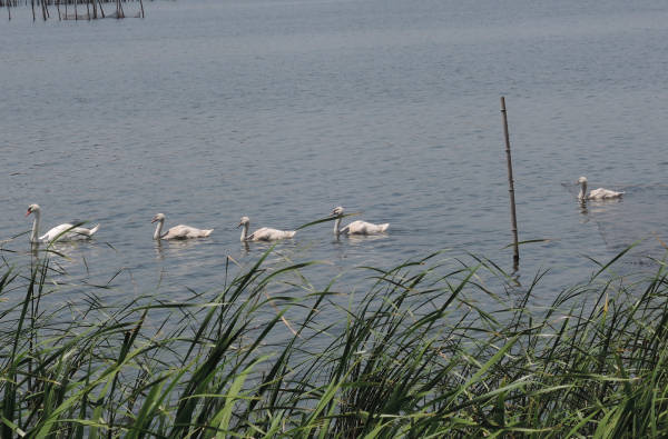 手賀沼に棲む水鳥たち 2_e0200879_802452.jpg