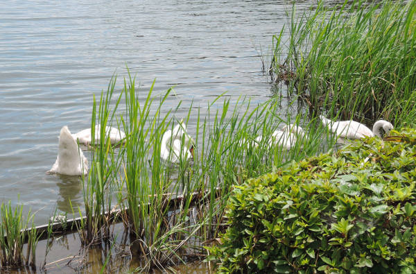 手賀沼に棲む水鳥たち 2_e0200879_821566.jpg
