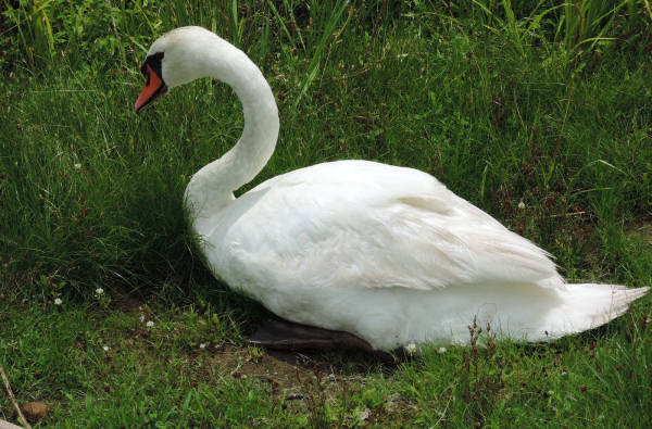 手賀沼に棲む水鳥たち 2_e0200879_825115.jpg