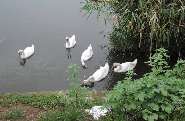 手賀沼に棲む水鳥たち 2_e0200879_833336.jpg