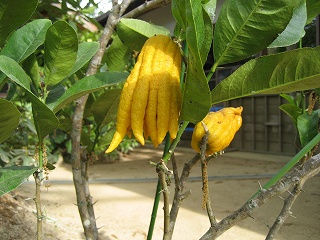 c0229483_1254543.jpg