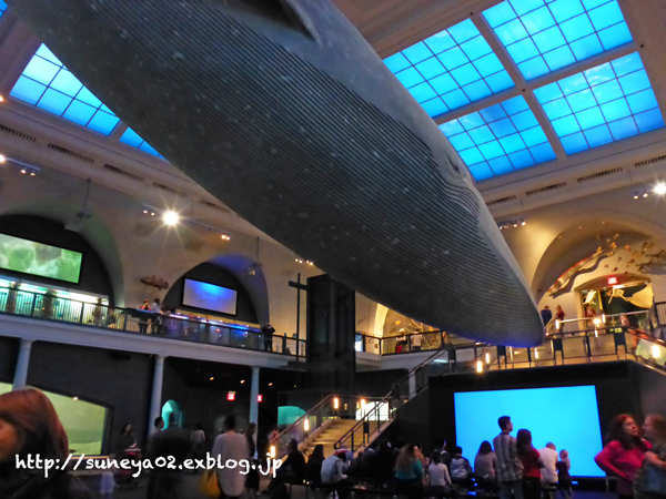 初めてのニューヨーク旅行（３）アメリカ自然史博物館 と タイムズスクエア_d0221584_7535824.jpg