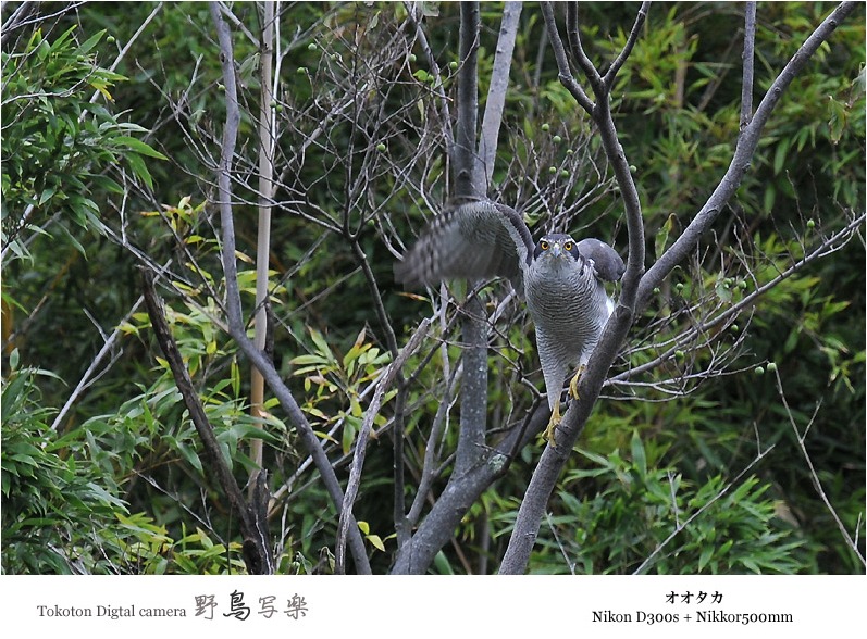 オオタカが・・・＠Park of Sakai-shi_a0076493_147276.jpg