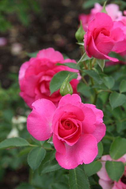 a0123003_225136.jpg