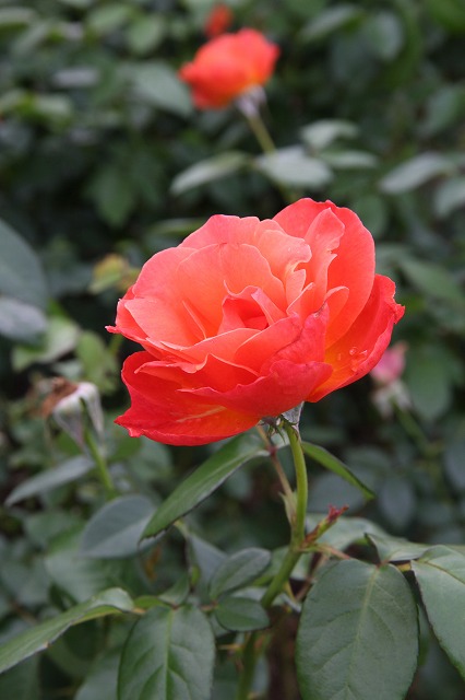 a0123003_228435.jpg