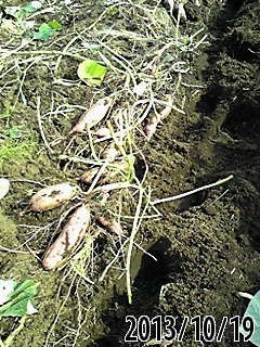 e0270403_17402812.jpg