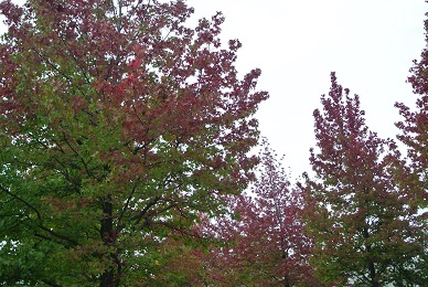 a0134004_22321377.jpg