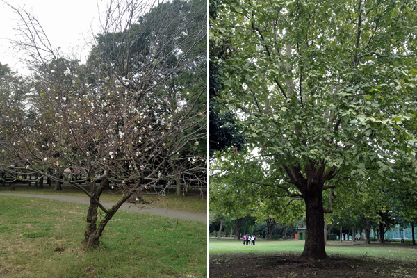 振替休日、四十肩の治療&砧公園散歩_a0000006_15234765.jpg