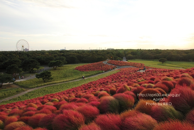 コキアの紅葉_d0204612_1657593.jpg