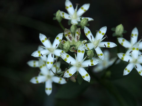 e0293913_20222783.jpg