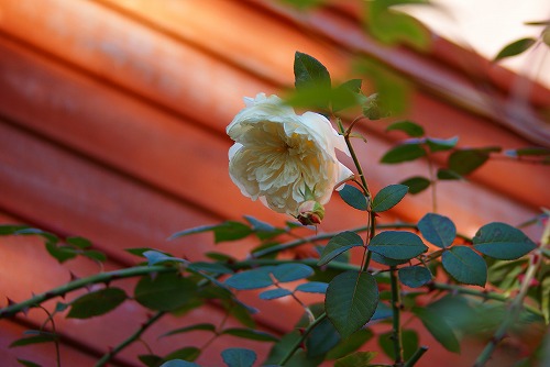 f0170524_9211471.jpg