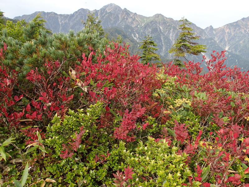 日本百名山あと30座、後立山の雄峰、五竜岳を行く_b0190242_17181822.jpg