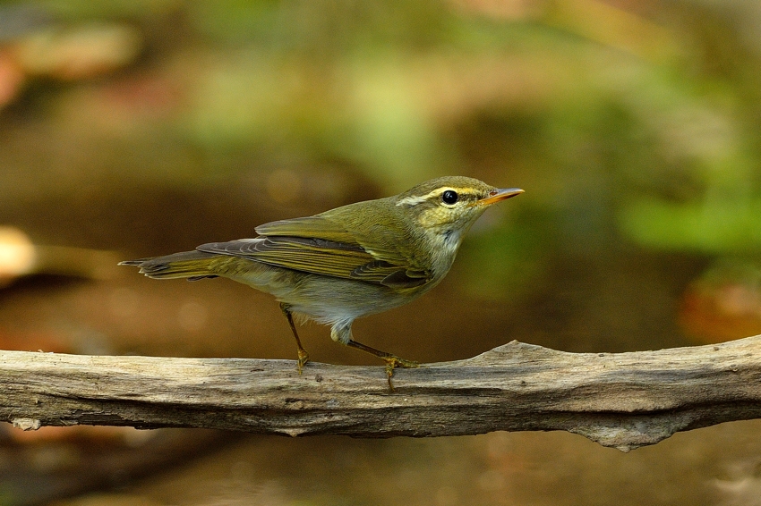 メボソムシクイ（Arctic warbler）～2013.10_b0148352_15495480.jpg