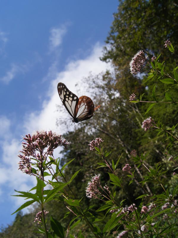 c0045352_12285087.jpg