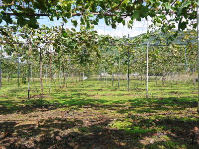 熊本ぶどう 社方園 お礼肥え(その2)_a0254656_15172045.jpg